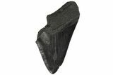 Partial Fossil Megalodon Tooth - South Carolina #168919-1